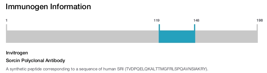 Sorcin Polyclonal Antibody