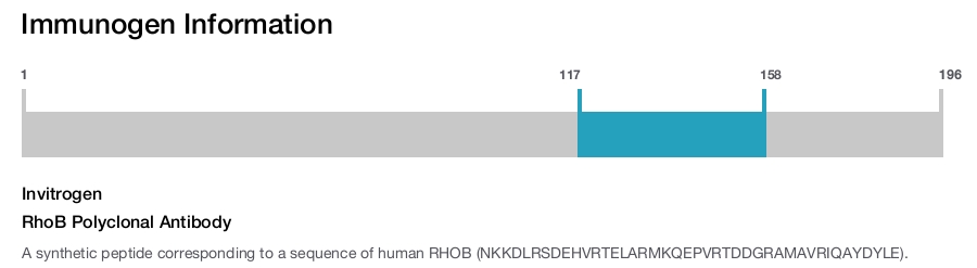 RhoB Polyclonal Antibody