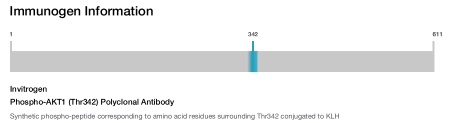 Phospho-AKT1 (Thr342) Polyclonal Antibody