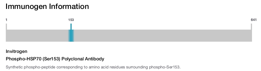 Phospho-HSP70 (Ser153) Polyclonal Antibody