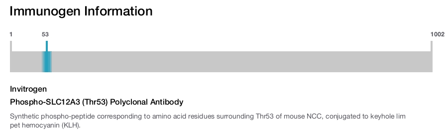 Phospho-SLC12A3 (Thr53) Polyclonal Antibody