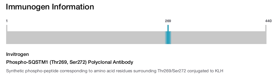 Phospho-SQSTM1 (Thr269, Ser272) Polyclonal Antibody