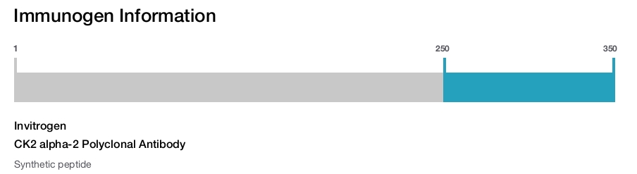 CK2 alpha-2 Polyclonal Antibody