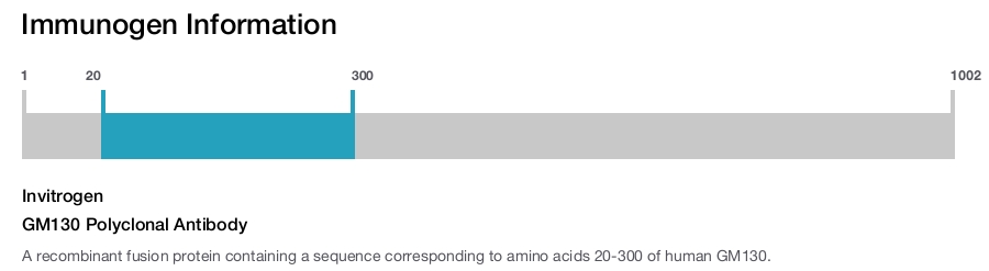 GM130 Polyclonal Antibody