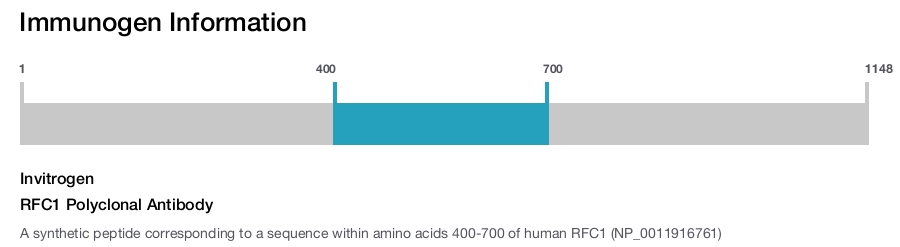 RFC1 Polyclonal Antibody