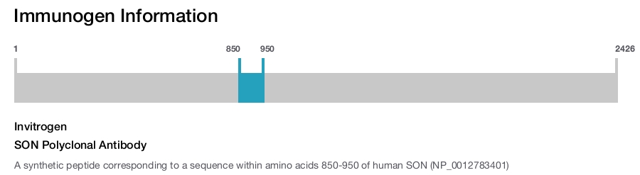 SON Polyclonal Antibody
