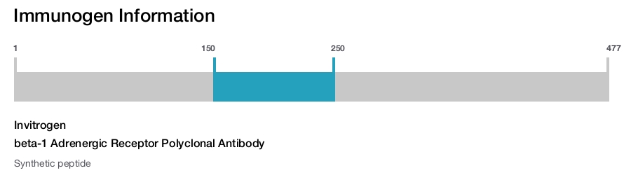 beta-1 Adrenergic Receptor Polyclonal Antibody