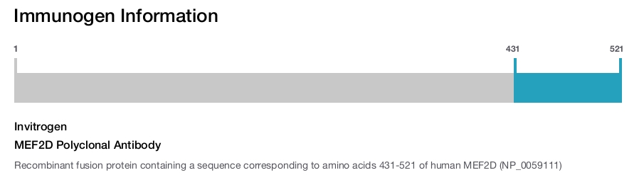 MEF2D Polyclonal Antibody