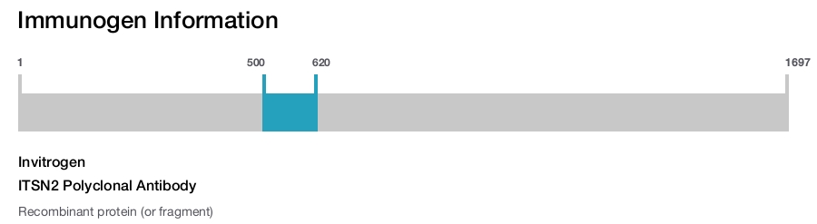 ITSN2 Polyclonal Antibody