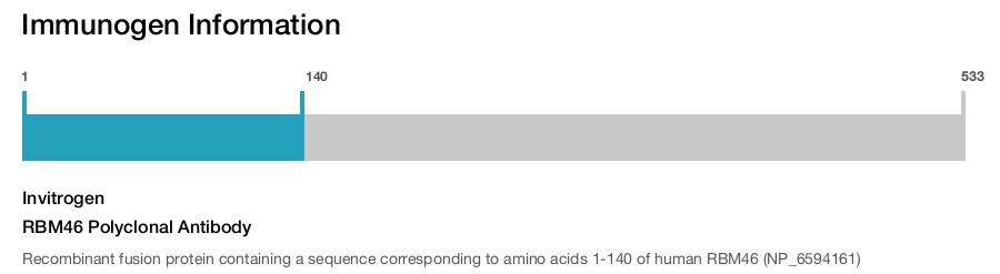 RBM46 Polyclonal Antibody