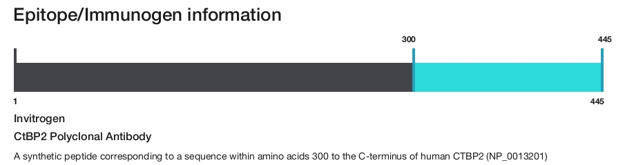 CtBP2 Polyclonal Antibody