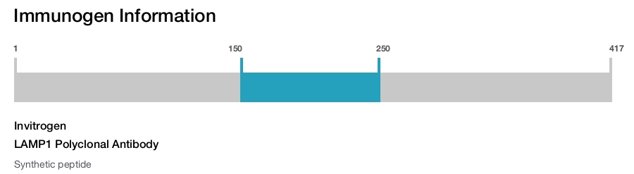 LAMP1 Polyclonal Antibody