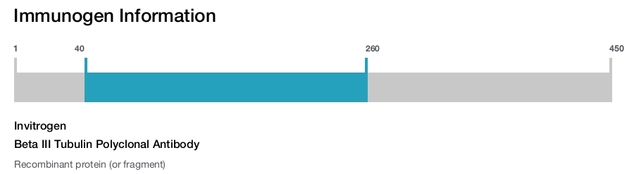 Beta III Tubulin Polyclonal Antibody