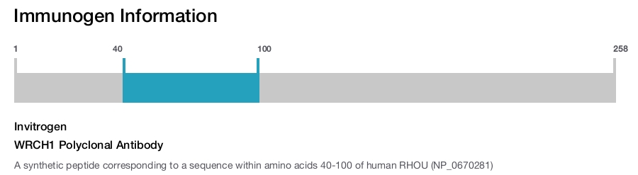 WRCH1 Polyclonal Antibody
