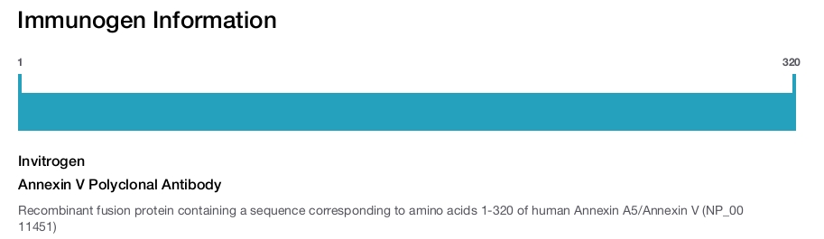 Annexin V Polyclonal Antibody