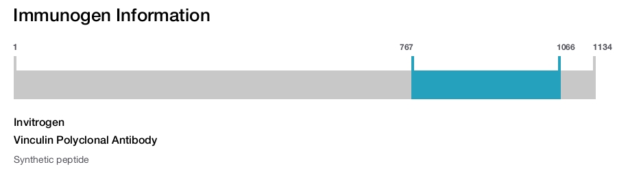 Vinculin Polyclonal Antibody