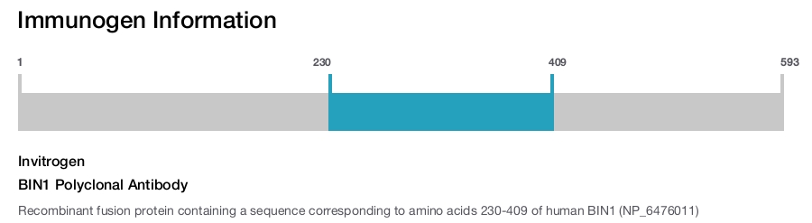 BIN1 Polyclonal Antibody