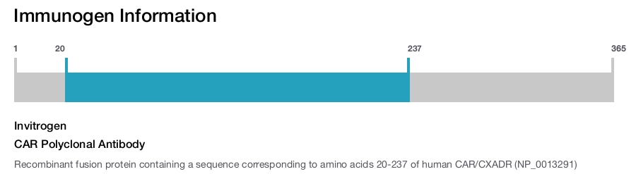 CAR Polyclonal Antibody
