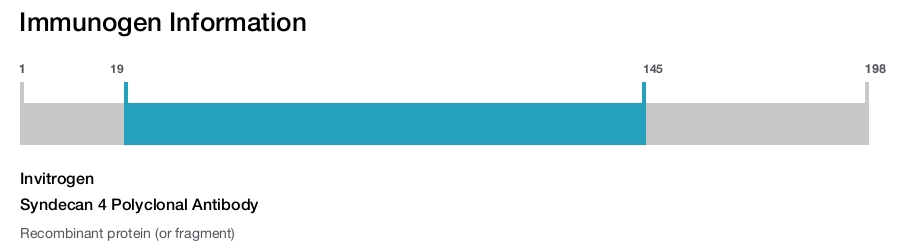 Syndecan 4 Polyclonal Antibody