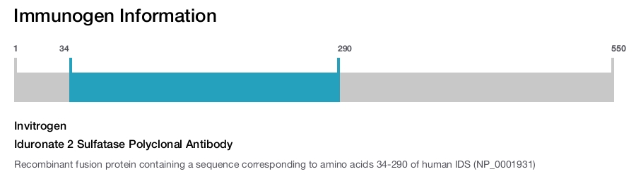 Iduronate 2 Sulfatase Polyclonal Antibody