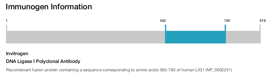 DNA Ligase I Polyclonal Antibody
