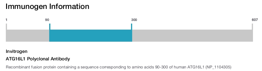 ATG16L1 Polyclonal Antibody