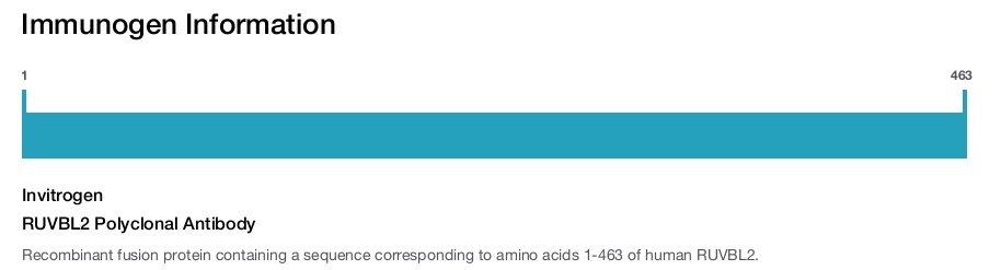 RUVBL2 Polyclonal Antibody