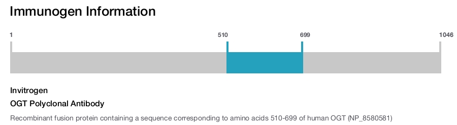 OGT Polyclonal Antibody