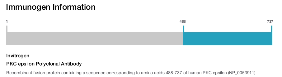 PKC epsilon Polyclonal Antibody