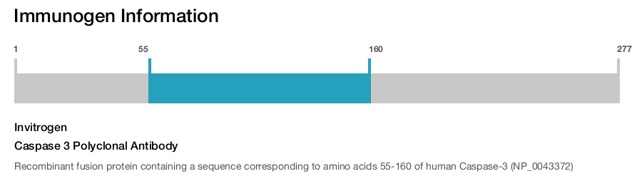 Caspase 3 Polyclonal Antibody