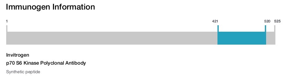 p70 S6 Kinase Polyclonal Antibody