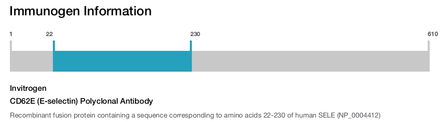 CD62E (E-selectin) Polyclonal Antibody