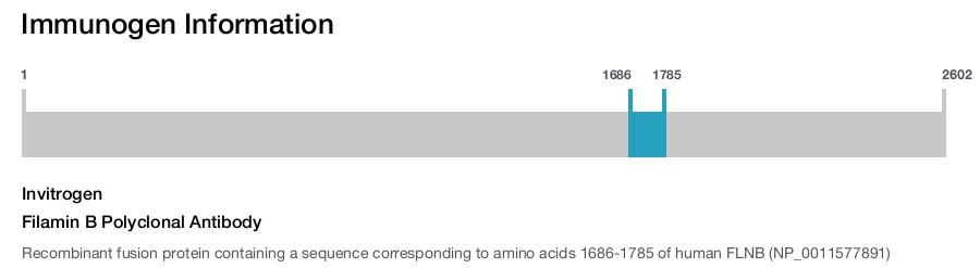 Filamin B Polyclonal Antibody