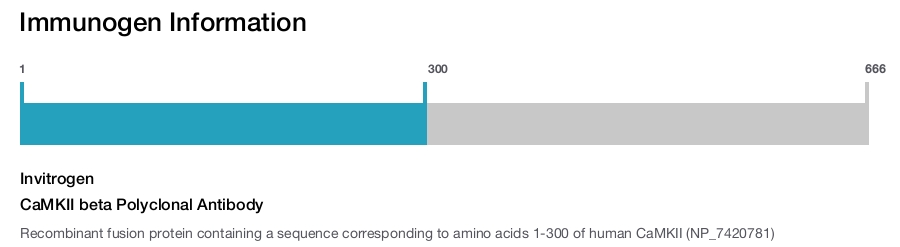 CaMKII beta Polyclonal Antibody