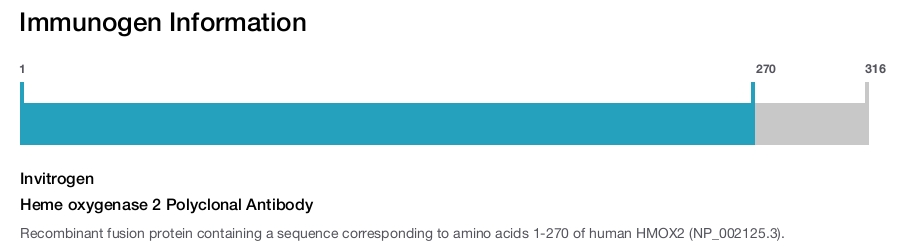 Heme oxygenase 2 Polyclonal Antibody
