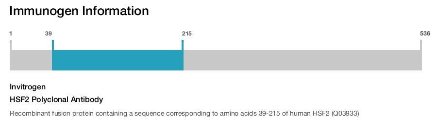 HSF2 Polyclonal Antibody