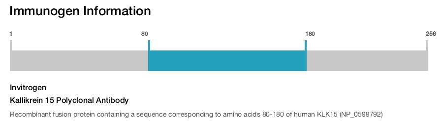 Kallikrein 15 Polyclonal Antibody