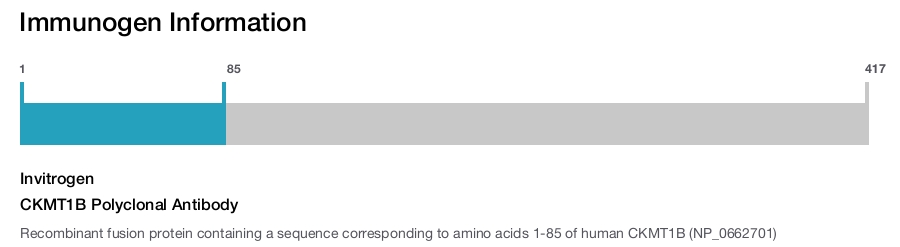 CKMT1B Polyclonal Antibody