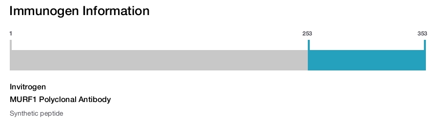 MURF1 Polyclonal Antibody