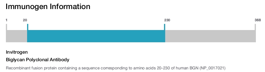 Biglycan Polyclonal Antibody