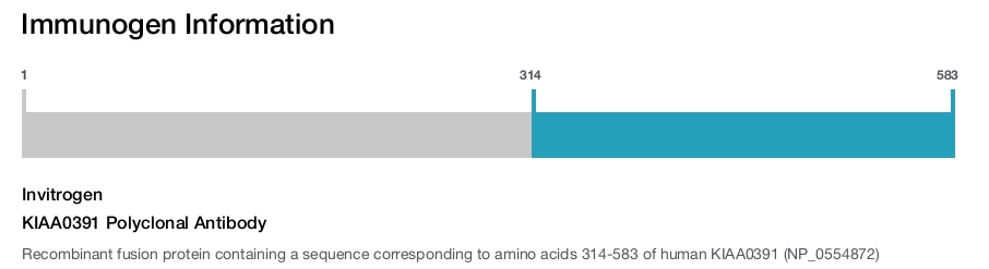 KIAA0391 Polyclonal Antibody