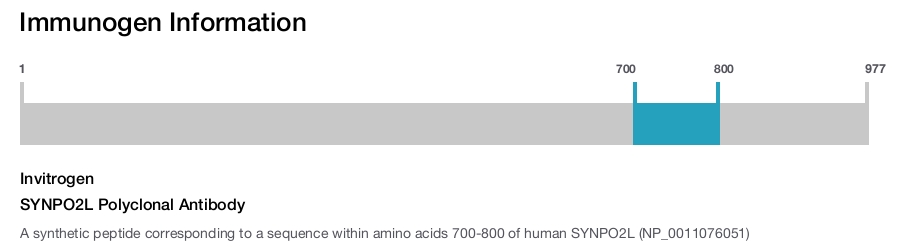 SYNPO2L Polyclonal Antibody