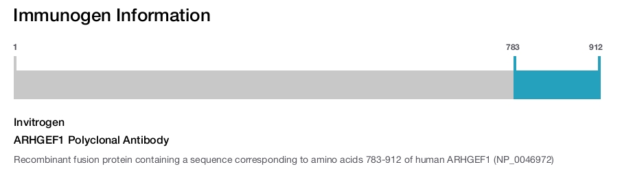ARHGEF1 Polyclonal Antibody