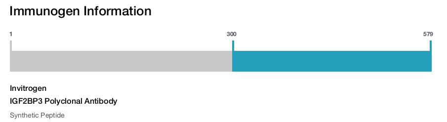 IGF2BP3 Polyclonal Antibody