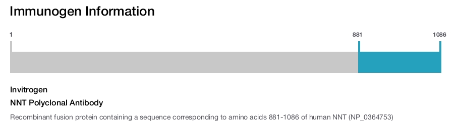 NNT Polyclonal Antibody