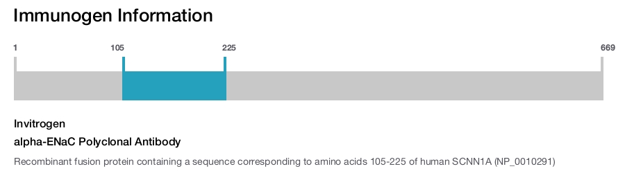 alpha-ENaC Polyclonal Antibody