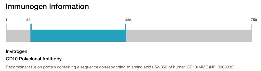 CD10 Polyclonal Antibody