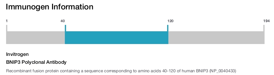 BNIP3 Polyclonal Antibody