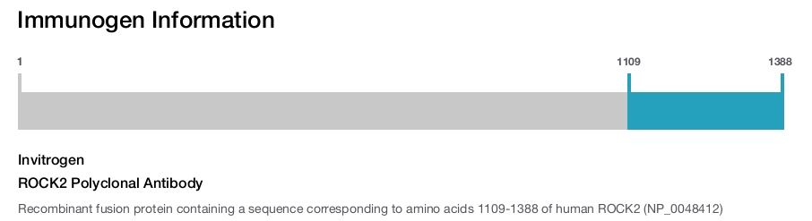 ROCK2 Polyclonal Antibody