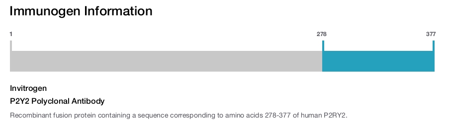P2Y2 Polyclonal Antibody